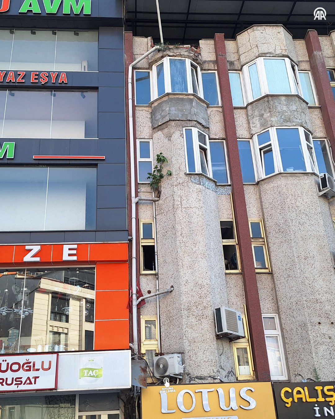 Zonguldak'ta bir apartmanın 4. katında incir ağacı yeşerdi